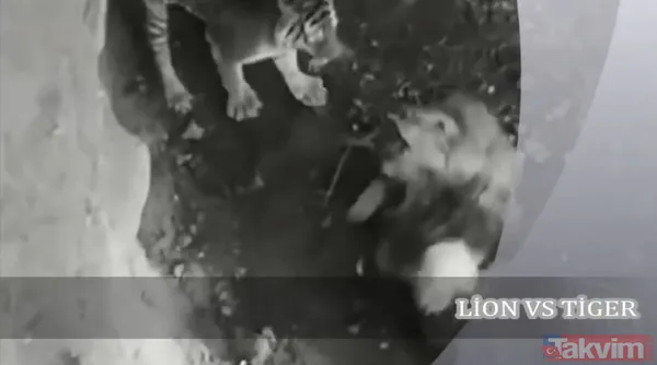 Ava giderken avlandı! Bir anda bufaloların arasında kalan aslanın zor anları (Aslan - Bufalo kavgası) - 49