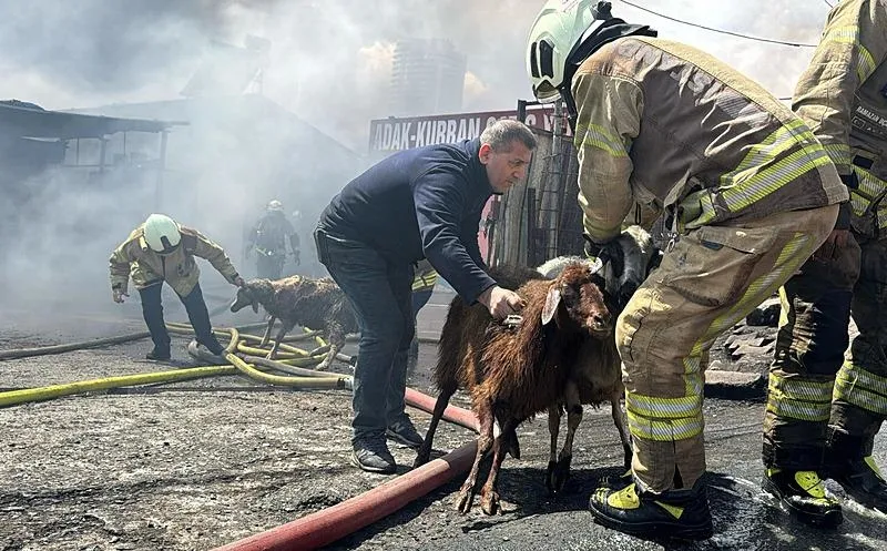 Kurbanlık hayvanlar tahliye edildi. (AA)