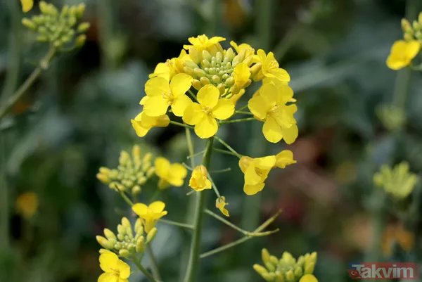 Trakya'da kanola yerini tekrar ayçiçeğe bıraktı - 17