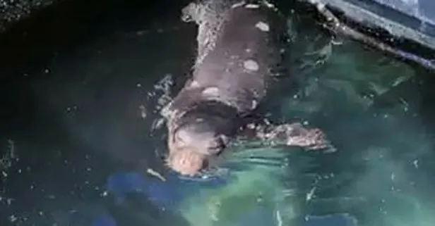 Nesli tükenmekte olan tür marinada görüldü