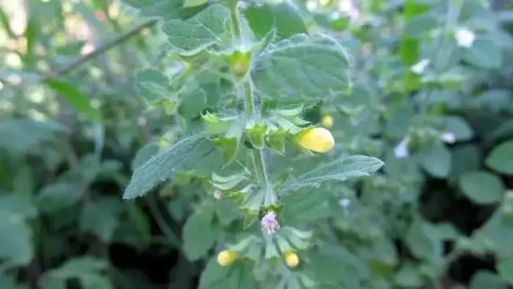 ibn-i-sina-kendi-cildine-de-uyguladi-yuzu-aydinlatiyor-lekeleri-temizliyor-yaslanmayi-durduruyor-1708356386886.jpeg Yüzü aydınlatıyor, lekeleri temizliyor, yaşlanmayı durduruyor! İbn-i Sina'nın cilt bakımı reçetesi!-4