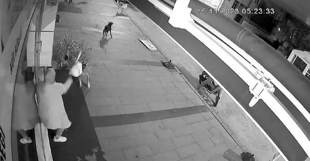 Sakarya’da başıboş köpek dehşeti: O anlar güvenlik kamerasına yansıdı