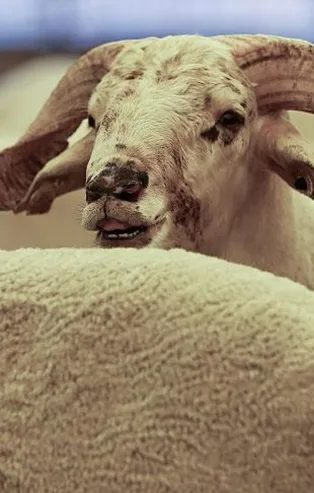 İşte Kurban Bayramı'nda İstanbul'da alınacak koronavirüs tedbirleri