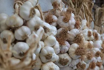 Alzheimer’a sarımsak