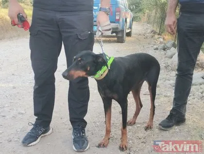 Korhan Berzeg’i arama çalışmaları sil baştan! GPS takılan Tina’dan umut kesildi... Köpek İstanbul’a gönderildi