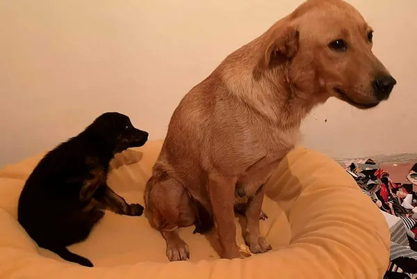 son-dakika-ispanyollar-arastirdi-buldu-kopek-beslemek-ve-ayni-ortamda-durmak-korona-riskini-artiriyor-1605620295433.jpg SON DAKİKA: İspanyollar araştırdı buldu: Köpek beslemek ve aynı ortamda durmak korona riskini artırıyor-2