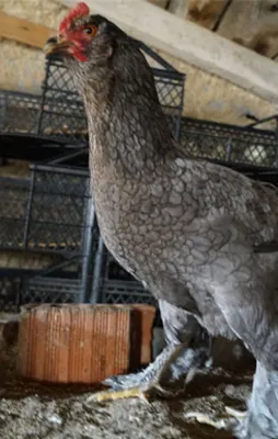 Bu tavukların fiyatları rekor kırıyor!