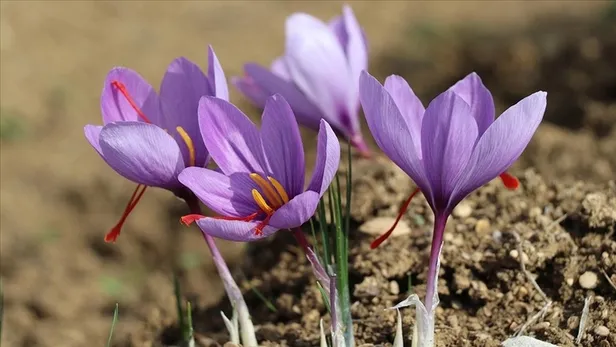 dunyanin-en-pahali-bitkisi-unvanini-kimseye-kaptirmiyor-fiyatini-duyanin-gozleri-portluyor-1692256447167.jpg Fiyatını duyan şaştı kaldı! Dünyanın en pahalı bitkisi ünvanını kimseye kaptırmıyor-7