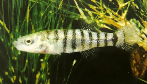 dunyada-sadece-burdur-golunde-tamamen-yok-olmak-uzere-1605418809489.jpg Dünyada sadece Burdur Gölü'nde bulunuyor! Tamamen yok olmak üzere...-6