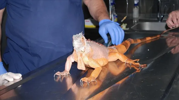 abdnin-florida-eyaletinde-halk-gokten-iguana-yagmasina-karsi-uyarildi-1608889643002.jpg ABD'nin Florida eyaletinde halk gökten iguana yağmasına karşı uyarıldı-9