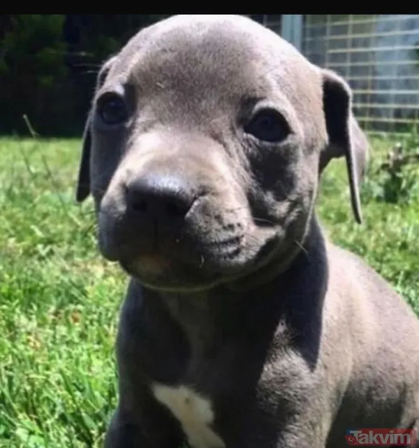 Celil Nalçakan’ın 12 yıllık can dostuna vedası: “Üşümezsin değil mi kızım?” - 3