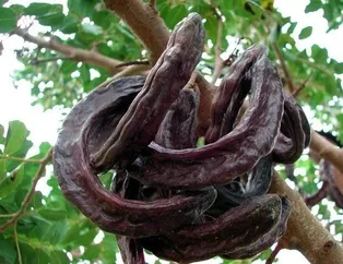 Kabızlığa keçiboynuzu