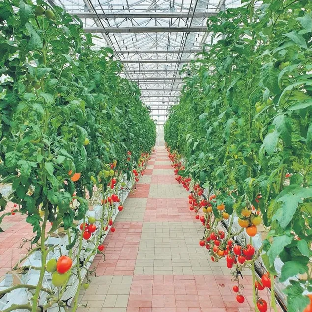 ’Dikey tarım geleceğin tarım modeli’