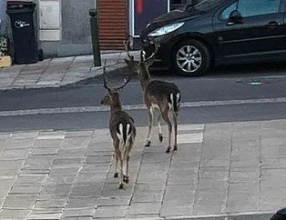 Caddeler geyiklere kaldı