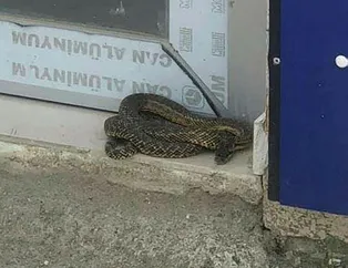 Şehrin en işlek caddesini yılanlar bastı