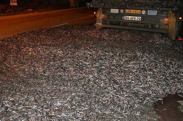 Bursa'da tonlarca hamsi yola saçıldı