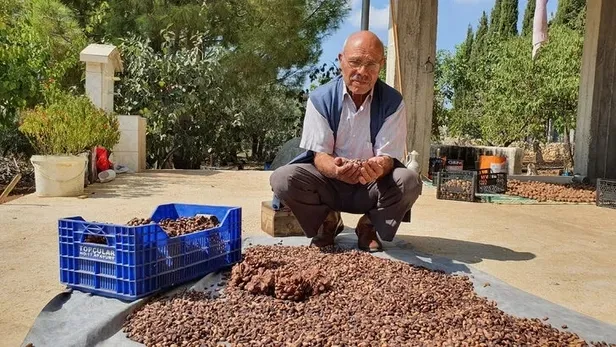 Mersin'de gölgelik olsun diye dikti! Şimdi 40 bin lira para kazanıyor... Neye niyet neye kısmet dedirten haber!-3