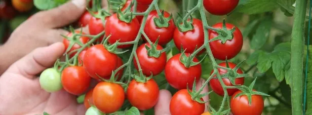 Başka ’çeri’si yok!