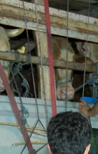 Kurbanlıkların İstanbul'a girişi başladı: Ekipler tek tek kontrol etti!