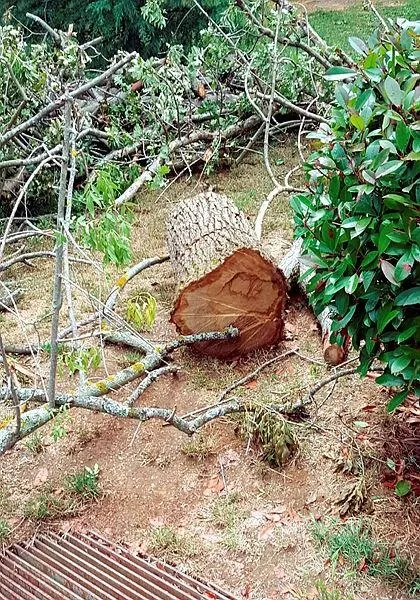 chpli-ibbnin-emirgan-korusundaki-agac-katliamina-istanbul-orman-bolge-mudurlugu-tarafindan-para-cezasi-verildi-1655518120306.jpeg CHP'li İBB'nin Emirgan Korusu'ndaki ağaç katliamına İstanbul Orman Bölge Müdürlüğü tarafından para cezası verildi-3