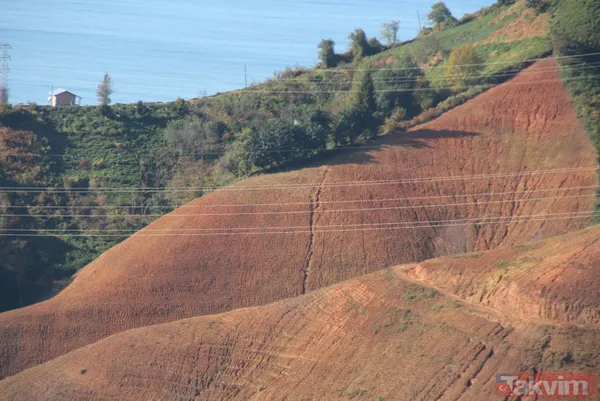 Doğu Karadeniz'i bekleyen büyük facia! Kaçak çaylıklar için ormanlar kesiliyor - 6