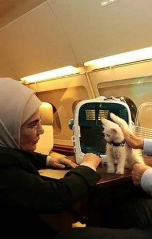 Başkan Erdoğan talimatı verdi "Hayvanları Koruma Yasa Teklifi" TBMM'ye sunuldu! İşkenceye af yok