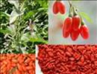 Uzun yaşamanın sırrı: Goji