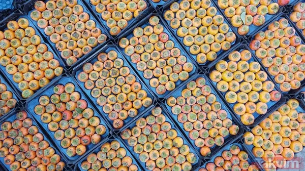 Cennet hurmasında yaş olanın fiyatı 6 kuru olanın fiyatı 50 TL! Almanlar kuru Ruslar yaş tercih ediyor - 12