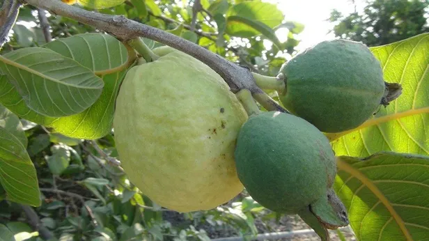 meyvenin-kralinin-hasadi-basladi-kilosu-15-tl-kanserin-her-turlusune-savas-aciyor-1694769494669.jpg Meyvenin kralının hasadı başladı! Kilosu 15 lira kanserin her türlüsüne savaş açıyor-5