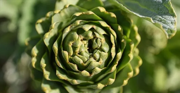 Kolesterolün çaresi enginar