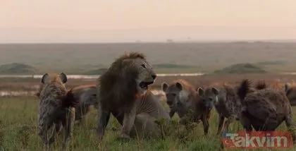 20 tane sırtlanın ortasında kalan cengaver erkek aslan görenleri hayrete düşürdü