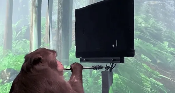 neuralinkin-beyin-cipi-maymun-uzerinde-denendi-1618008095890.jpg