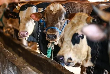2026 kurbanlık fiyatları belli oldu: Her bütçeye göre büyükbaş-küçükbaş hissesi