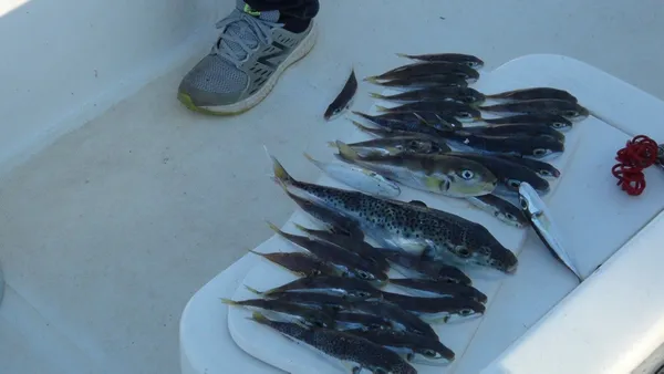 akdenizde-balikcilar-balon-baliklarindan-sonra-yunuslardan-sikayetci-gunluk-10-bin-lira-zarar-veriyorlar-1608878516531.jpg Akdeniz'de balıkçılar balon balıklarından sonra yunuslardan şikayetçi: Günlük 10 bin lira zarar veriyorlar-7