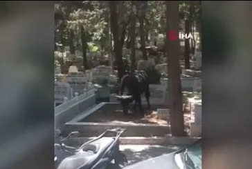 Kızgın boğa mezarlığa daldı