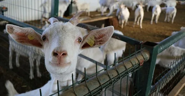 Türk bilim insanları keşfetti! Koronavirüse karşı etkisi keçi sütüne talebi arttırdı