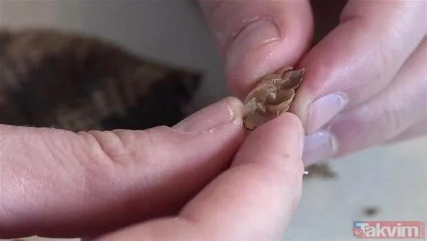 Çıngıraklı yılanın kuyruğundan çıkanlar görenleri şoke etti! Sonrasında ise... - 21