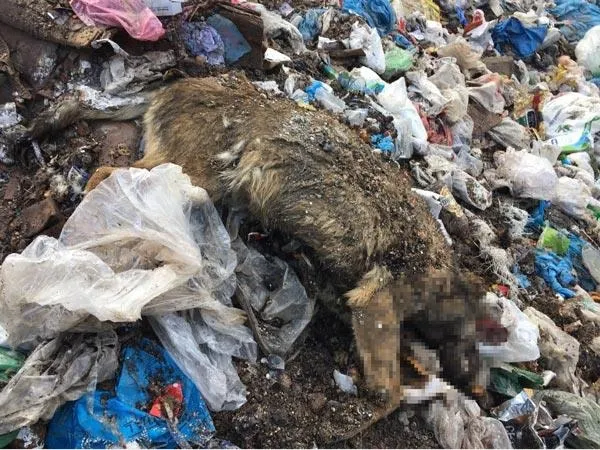Isparta'da korkunç olay! Onlarca köpek bu halde bulundu...-2