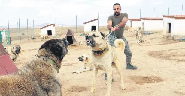 Kangal harekatı