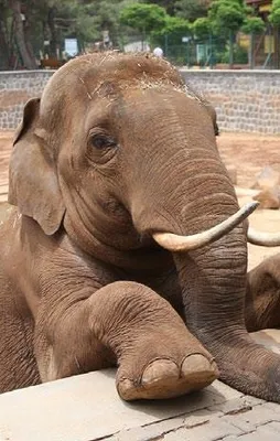 İyi ki doğdun Gabi