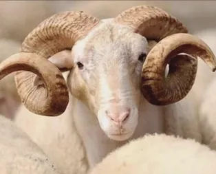 2019 Kurban Bayramı ne zaman? Kurban Bayramı tatili kaç gün olacak?