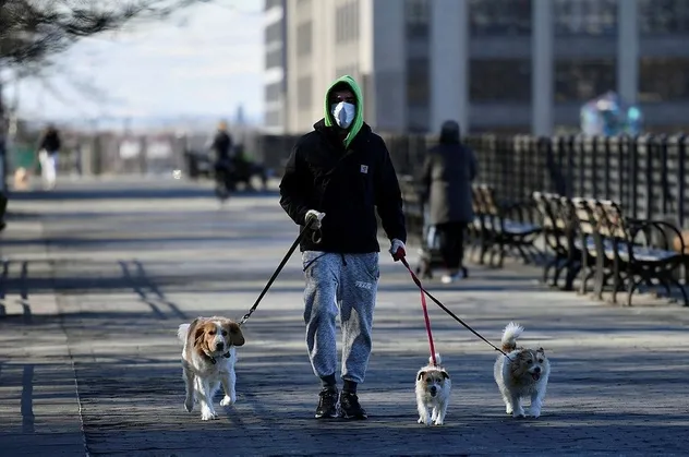 İngiltere'de köpekler, koronavirüsü koklayarak teşhis etmeleri için eğitilecek
