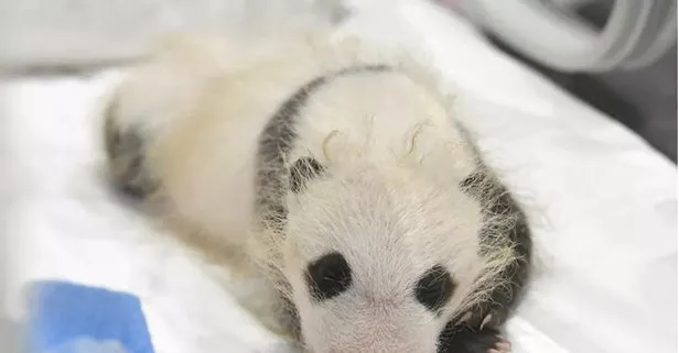 Japonya’da erkek zannedilen panda yavrusu dişi çıktı