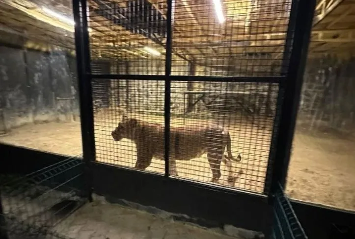 Beykoz’da aslan kaçtı iddiası ’şaka’ çıktı