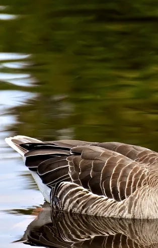 Rüyada kaz görmek ne anlama gelir?