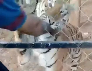 Korkunç olay! Kaplan bakıcısını öldürdü