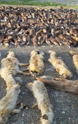 Jandarma ekipleri gördüklerine inanamadı!