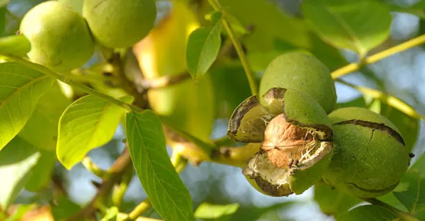 Ceviz ağacının altına sakın oturmayın! Bilim insanları kanıtladı: Bildiğiniz gibi değilmiş!