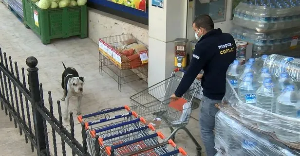 Ataşehir’de pitbull paniği!