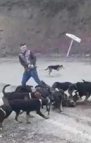 Yaraladıkları yavru domuzu av köpeklerine parçalatan avcılar cezadan kaçamadı! Denizli'de tepki çeken görüntü